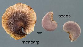   Fruit, seeds:  Alcea rosea, mericarp and two seeds; Photo by D. Walters, USDA APHIS PPQ, imageID.idtools.org
